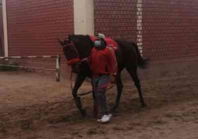 Guiado por su vareador Percy Ramos