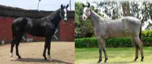 Hijo de Lady Polka y la hermana de Asfaloth son las 'vedettes'